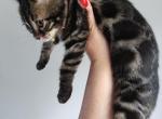 Mayhem Charcoal bengal female kitten for sale - Bengal Kitten For Sale - FL&comma; US