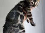 Charcoal bengal kitten for sale in Florida - Bengal Kitten For Sale - FL&comma; US