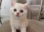 Peach color Scottish straight boy - Scottish Straight Kitten For Sale - 