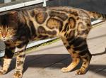 Bengal cat stud tom service available - Bengal Cat For Sale/Service - FL&comma; US