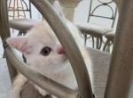 Tobby - Scottish Straight Kitten For Sale - Champions Gate&comma; FL&comma; US