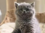 Caleb - British Shorthair Kitten For Sale - Huntington&comma; NY&comma; US