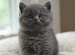 Adam - British Shorthair Kitten For Sale - Huntington&comma; NY&comma; US