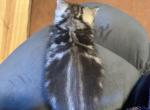 Elvis From Q'Bella - British Shorthair Kitten For Sale - Cutlerville&comma; MI&comma; US