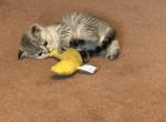 Elf from Q'Bella - British Shorthair Kitten For Sale - Cutlerville&comma; MI&comma; US