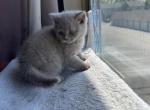 Durango from Tutti Frutti Katsumi - British Shorthair Kitten For Sale - 