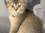 Scottish Fold Golden Ticked Male Alexander - Scottish Fold Kitten For Sale - Odessa&comma; FL&comma; US