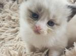 The Garden Litter - Ragdoll Kitten For Sale - Oak Harbor&comma; WA&comma; US