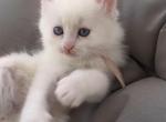 Marie - Turkish Angora Kitten For Adoption - Las Vegas&comma; NV&comma; US