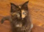Cioccolata - Maine Coon Kitten For Sale - 