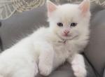 Lucy - Turkish Angora Kitten For Sale - Las Vegas&comma; NV&comma; US