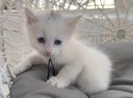Braxton - Turkish Angora Kitten For Sale - Las Vegas&comma; NV&comma; US