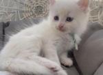 Lumi - Turkish Angora Kitten For Sale - 
