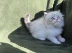 Pearls kittens - Persian Kitten For Sale - Pittsburgh&comma; PA&comma; US
