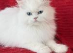 Luna - Persian Cat For Sale/Retired Breeding - 