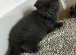 Luna - Scottish Fold Kitten For Sale - Houston&comma; TX&comma; US