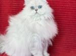 Sapphire - Exotic Cat For Sale/Retired Breeding - 