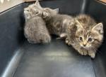 FREE TO GOOD HOME - Domestic Kitten For Sale - Phila&comma; PA&comma; US