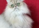 Zefir - Persian Cat For Sale/Retired Breeding - Mansfield&comma; TX&comma; US