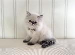 Lyra - Himalayan Kitten For Sale - 