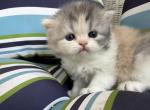 Yellow Topaz - Persian Kitten For Sale - Cayce&comma; SC&comma; US