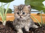 RubyRed - Persian Kitten For Sale - Cayce&comma; SC&comma; US