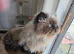 Victor - Himalayan Kitten For Adoption - Satellite Beach&comma; FL&comma; US