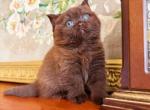 PURE BREED BRITISH SHORTHAIR KITTEN FOR SALE BOY - British Shorthair Kitten For Sale - CT&comma; US