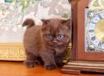 PURE BREED BRITISH SHORTHAIR KITTEN FOR SALE BOY - British Shorthair Kitten For Sale - Darien&comma; CT&comma; US