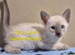 CFA registered Siamese - Siamese Kitten For Sale - Wilmington&comma; DE&comma; US