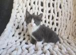 Apollo - Domestic Kitten For Sale - 