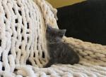 Athena - Domestic Kitten For Sale - Ellington&comma; CT&comma; US