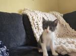 Atlas - Domestic Kitten For Sale - 