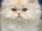 White & Cream Dilute - Persian Kitten For Sale - Sylacauga&comma; AL&comma; US
