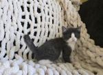 Aurora - Domestic Kitten For Sale - Ellington&comma; CT&comma; US