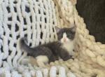 Aroura - Domestic Kitten For Sale - 