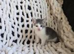 Buster - Domestic Kitten For Sale - Ellington&comma; CT&comma; US