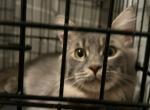 BACARI BLUE MAINE COON ADULT MALE - Maine Coon Cat For Sale/Retired Breeding - Warren&comma; OH&comma; US