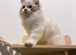 Milo - Ragdoll Kitten For Sale - Pittsburgh&comma; PA&comma; US