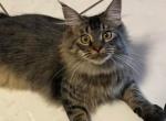 CINO BROWN MAINE COON FEMALE - Maine Coon Cat For Sale/Retired Breeding - 