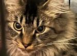 CINO BROWN MAINE COON FEMALE - Maine Coon Cat For Sale/Retired Breeding - Warren&comma; OH&comma; US