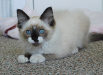 Maxwell - Domestic Kitten For Sale - Alba&comma; TX&comma; US