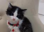 Beautiful kitten - American Longhair Kitten For Sale - Dearborn Heights&comma; MI&comma; US