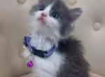 Cute  kitten - American Longhair Kitten For Sale - Dearborn Heights&comma; MI&comma; US