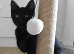 Knight - Domestic Kitten For Sale - Alba&comma; TX&comma; US
