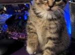 Tiger Lillie - Domestic Kitten For Sale - 
