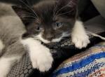 Missy - Domestic Kitten For Sale - Detroit&comma; MI&comma; US