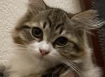 Butterfly - Siberian Cat For Sale - Fairfield&comma; CT&comma; US