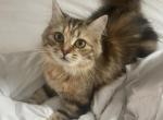 Mimi - Siberian Cat For Sale - Fairfield&comma; CT&comma; US
