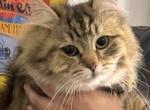 Victoria - Siberian Cat For Sale - Fairfield&comma; CT&comma; US
